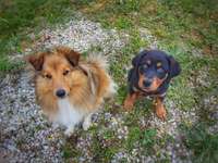 Dogorama Photo Challenge - Gegensätze-Beitrag-Bild