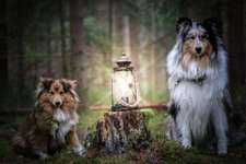 Dogorama Photo Challenge - Licht-Beitrag-Bild