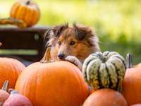 Dogorama Photo Challenge - Kürbis-Beitrag-Bild
