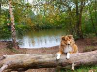 Hundeauslaufgebiet-Jägersee-Bild