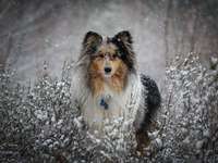 Dogorama Photo Challenge - Winterstimmung-Beitrag-Bild