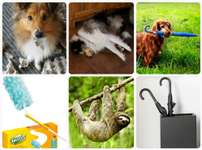 Spaßthread - Was wäre dein Hund, wenn er kein Hund wäre?-Beitrag-Bild