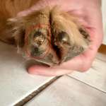 Kralle ein Stück zu kurz geschnitten-Beitrag-Bild