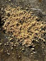 Harmloses Wildtierfutter oder Köder?-Beitrag-Bild