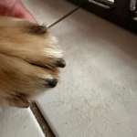 Kralle ein Stück zu kurz geschnitten-Beitrag-Bild