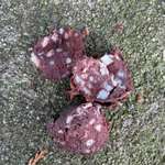 Köder oder harmlos?-Beitrag-Bild