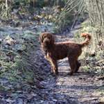 Hundeauslaufgebiet-Sophienhöhe-Bild