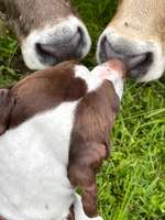 34. Handy Foto Challenge - Begegnung mit anderen Tierarten (keine anderen Hunde)-Beitrag-Bild