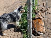 34. Handy Foto Challenge - Begegnung mit anderen Tierarten (keine anderen Hunde)-Beitrag-Bild