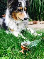 34. Handy Foto Challenge - Begegnung mit anderen Tierarten (keine anderen Hunde)-Beitrag-Bild