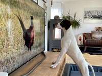 Dogorama Photo Challenge - Wir schauen fern (TV)-Beitrag-Bild