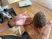 34. Handy Foto Challenge - Begegnung mit anderen Tierarten (keine anderen Hunde)-Beitrag-Bild