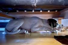 Dogorama Photo Challenge - Wir schauen fern (TV)-Beitrag-Bild