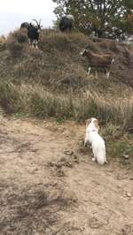 Hundeauslaufgebiet-Biesenhorster Sand-Bild