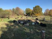Hundeauslaufgebiet-Biesenhorster Sand-Bild