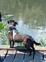 Hundeauslaufgebiet-Auesee-Bild