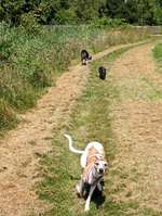 Hundeauslaufgebiet-Auesee-Bild