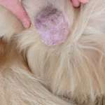 Haut vom Hodensack verdickt-Beitrag-Bild