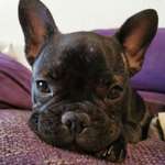 Ersteller:in Iris Profilbild