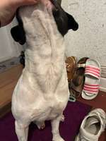 Übersprungsverhalten intakter Rüde-Beitrag-Bild