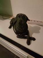 Urne von verstorbenen Haustieren !-Beitrag-Bild