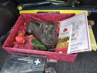 Urne von verstorbenen Haustieren !-Beitrag-Bild