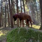 Welche Spiele macht Ihr beim Gassi mit den Hunden? Kein Training.-Beitrag-Bild