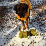 Welche Spiele macht Ihr beim Gassi mit den Hunden? Kein Training.-Beitrag-Bild