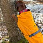 Welche Spiele macht Ihr beim Gassi mit den Hunden? Kein Training.-Beitrag-Bild