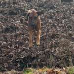 Welche Spiele macht Ihr beim Gassi mit den Hunden? Kein Training.-Beitrag-Bild