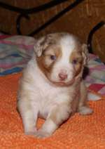 Gebissfehler-Beitrag-Bild