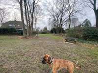 Hundeauslaufgebiet-Hundeauslaufzone-Bild