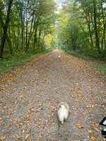 Hundeauslaufgebiet-Burgauer Wald-Bild