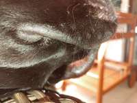 Hallo , ich habe eben bei unserem 6 Jahre alten Labrador eine ganz dicke Leftze , heiss. Was ist das-Beitrag-Bild