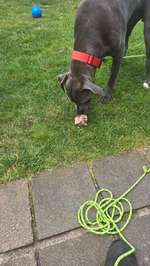 Knochen frisch oder abgehangen?-Beitrag-Bild