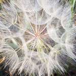 Ersteller:in Susi Profilbild