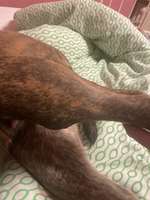 Operiertes Bein bei meiner Hündin-Beitrag-Bild