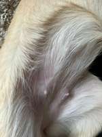 Blaue Zitzen-Beitrag-Bild