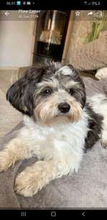 Suchmeldung-Amy-Bild