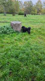 Hundeauslaufgebiet-Messegelände-Bild