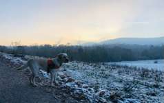 Hundeauslaufgebiet-Hessenschanze/Prinzenquelle-Bild