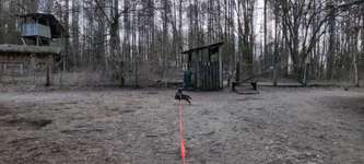 Hundeauslaufgebiet-Hundeauslauf Scharbeutz (Wald)-Bild