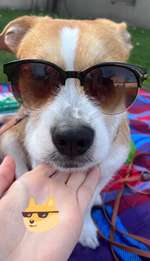 Sonnencreme für Hunde OHNE geruch-Beitrag-Bild