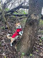 Vaseline oder melkfett für die Pfoten?-Beitrag-Bild