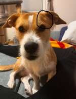 Beule/knubbel am kopf-Beitrag-Bild