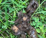 Was ist das in dem kot?-Beitrag-Bild