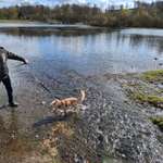 Hundeauslaufgebiet-Oeseteiche-Bild