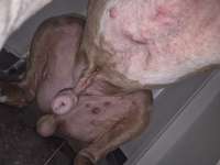 Wir möchten wissen,was mit Poohs Haut los ist?-Beitrag-Bild