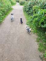 Hundeauslaufgebiet-Horner Rennbahn-Bild