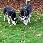 Hundeauslaufgebiet-Hundewiese Wittringen-Bild